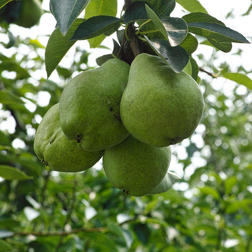 山东61太婆梨口感脆甜汁多爽口香甜可口果子内无成熟种子又名无核梨