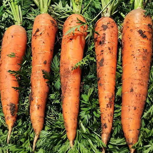 山西 静乐县农家胡萝卜 鲜嫩多汁 皮薄甜脆 自然种植 现摘现发