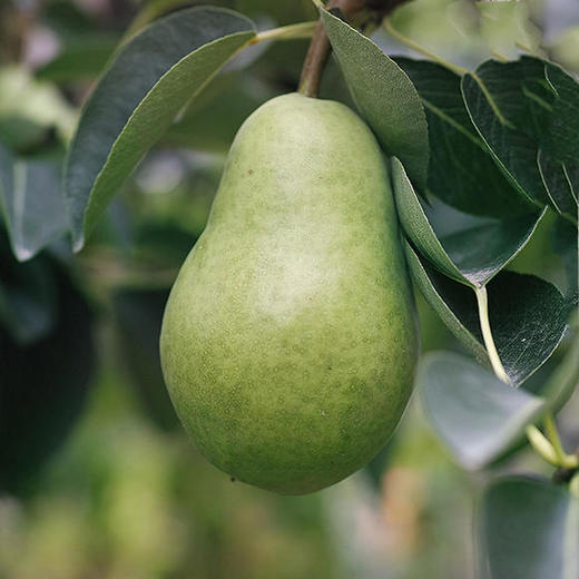 山东61太婆梨口感脆甜汁多爽口香甜可口果子内无成熟种子又名无核梨