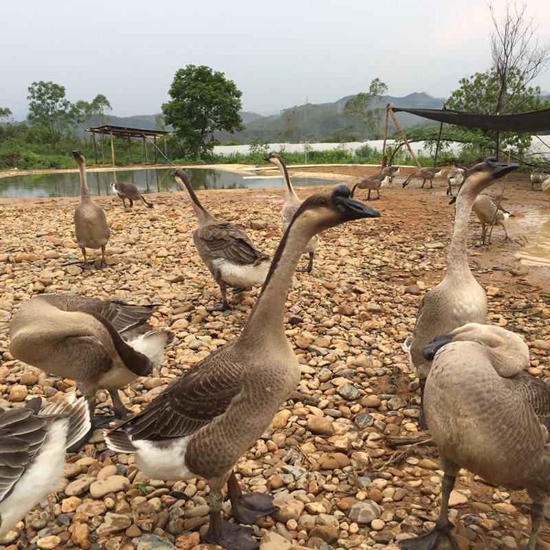 华禾农场 放养马岗鹅