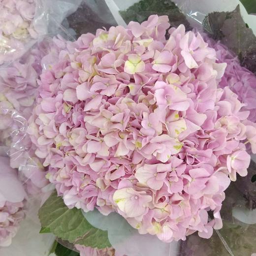 【国产绣球】浅粉色  单枝 商品图4