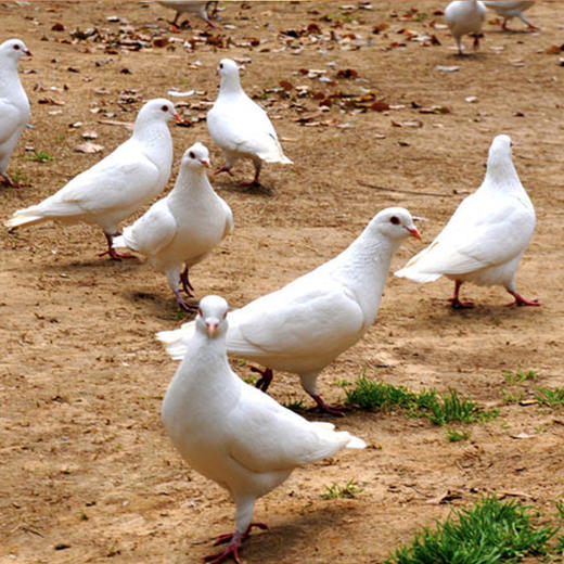 华禾绿源 生态鸽子 乳鸽（两只装） 商品图5