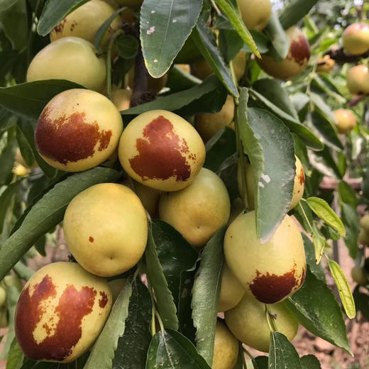 陕西大荔冬枣   2斤-4斤 商品图1