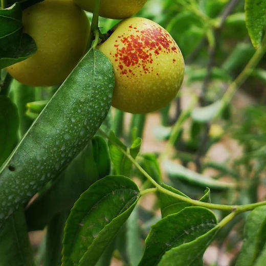 陕西大荔冬枣   2斤-4斤 商品图7