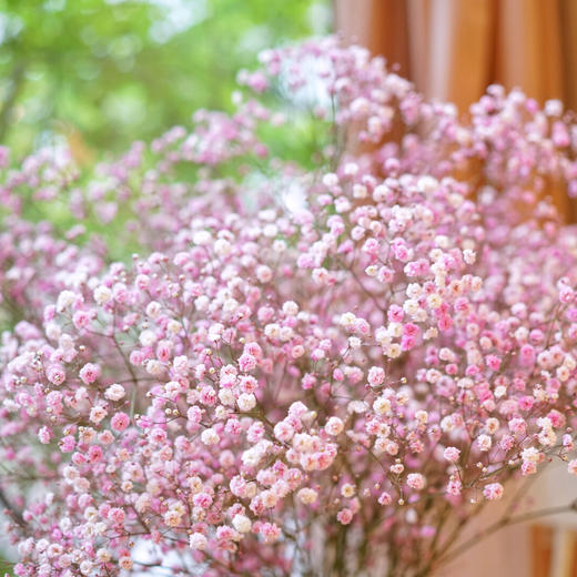 花享·瓶花·满天星瓶花