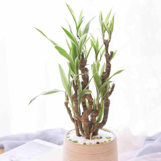 花享·绿植·巴西美人桩