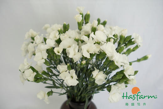 海盛蝴蝶康-艾德-20枝/扎 商品图0