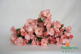 海盛蝴蝶康-葛伊-20枝/扎