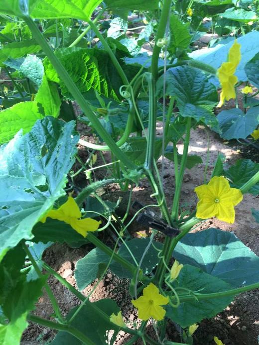 【鸿翠园招牌菜】鸿翠园 有机水黄瓜 商品图9