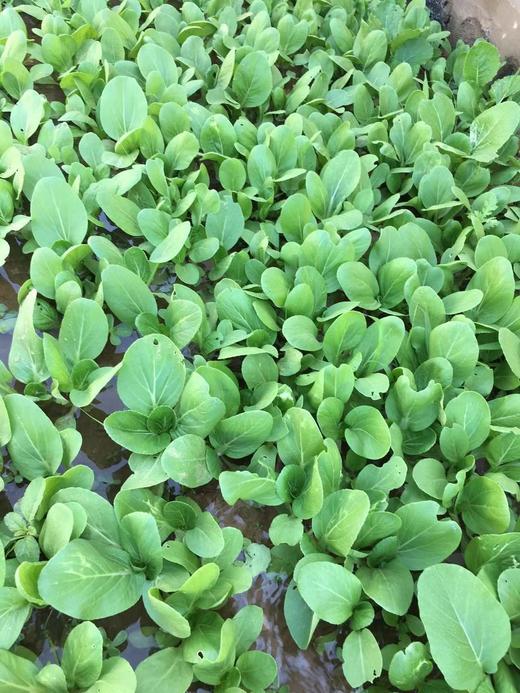 鸿翠园 有机油菜 商品图8