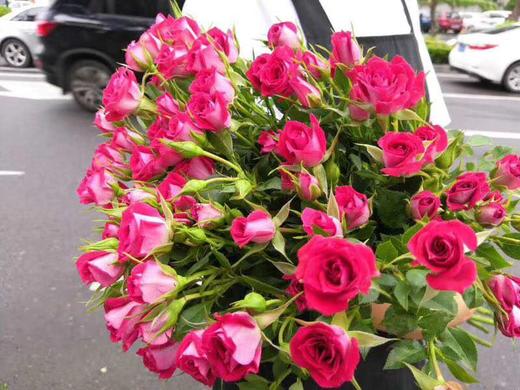 多头玫瑰波塞尼娜