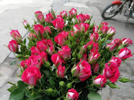 多头玫瑰波塞尼娜