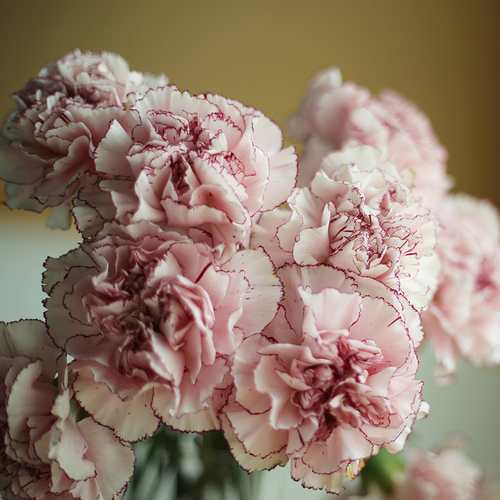 整把进口哥伦比亚康乃馨蝴蝶百合2325枝江浙沪皖顺丰包邮