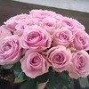 玫瑰·甜蜜雪山 商品缩略图0