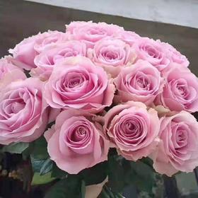 玫瑰·甜蜜雪山