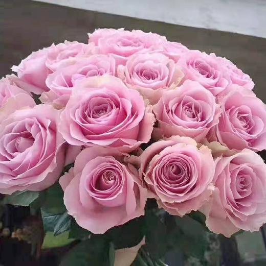 玫瑰·甜蜜雪山 商品图0