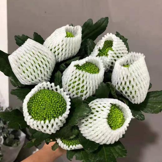 乒乓菊·绿色 商品图0