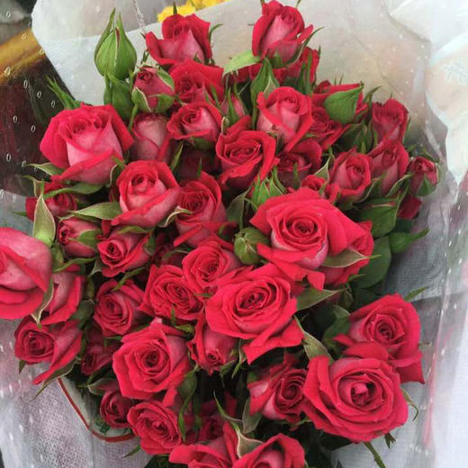 多头玫瑰·波塞妮娜