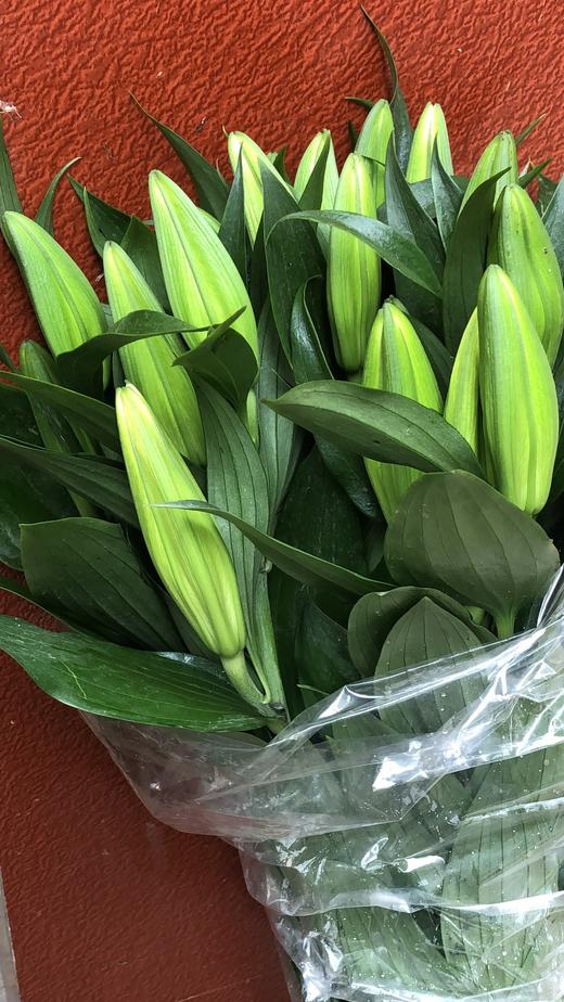 cxd百合马龙3头a级