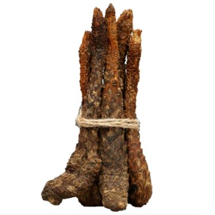 沙漠人参肉苁蓉130公分长