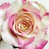 玫瑰·霓裳 商品缩略图0