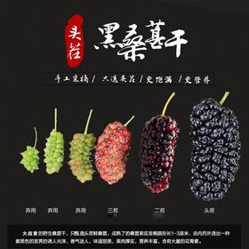 桑葚干新疆免洗无沙黑桑葚干桑椹子头茬大果 手工选择 直接嚼着吃
