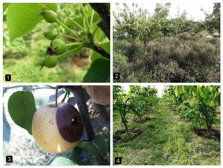 图1是盛果期需要疏果的梨树;图2是梨园定植的绿肥作物;图3是病虫害