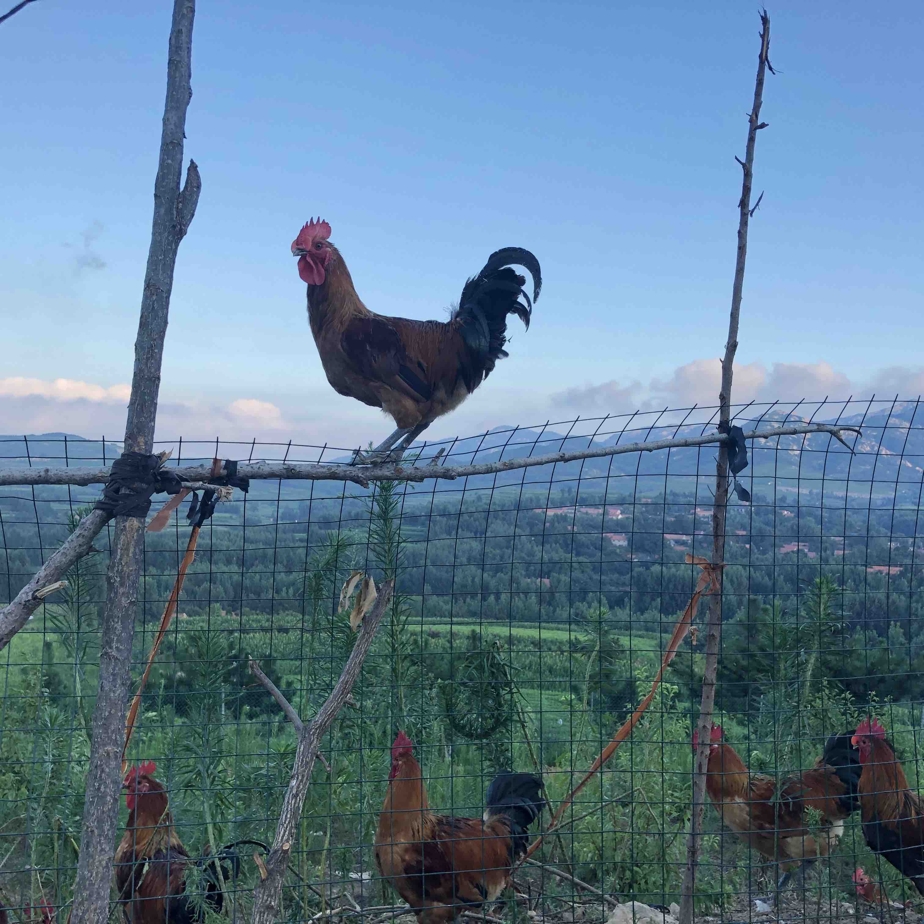 散养琅琊小笨鸡，公鸡母鸡都有