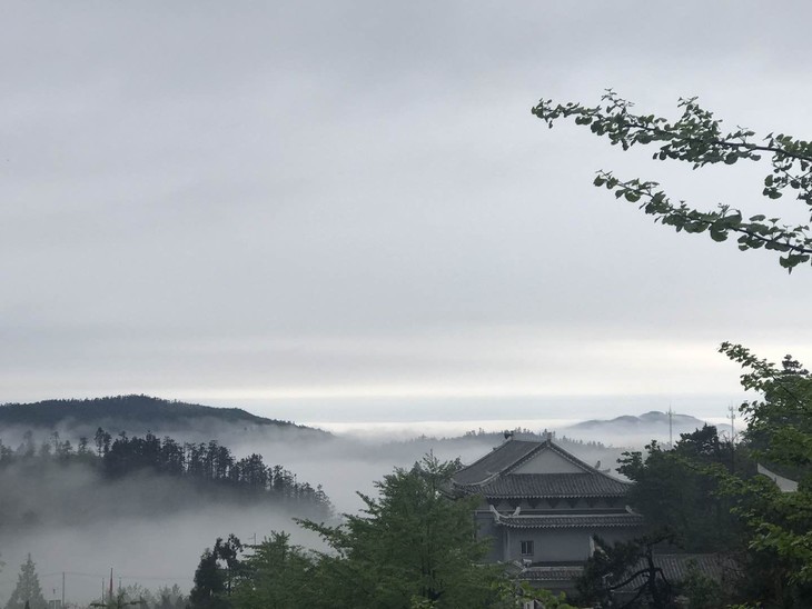 【红安天台寺】天台示单白茶头春特级白牡丹