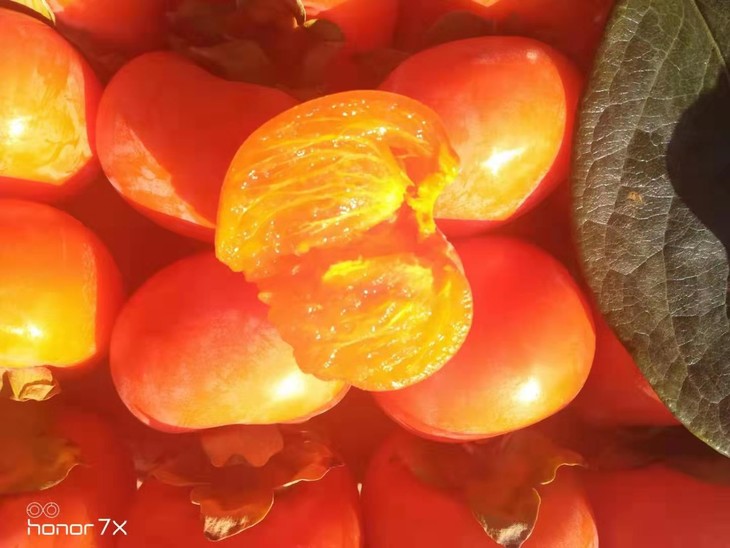 引流爆品六月红扁柿子约八斤左右共两层约40颗8颗内坏果不售后