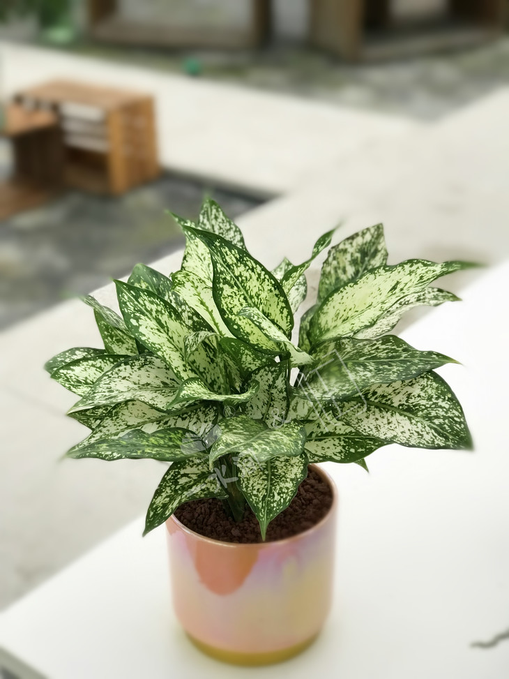 精品绿植柠檬皇后