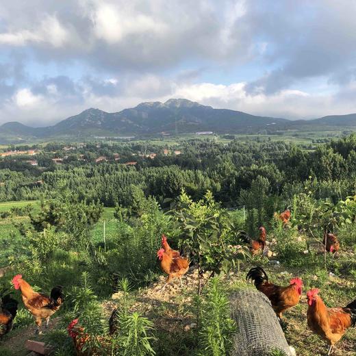 散养琅琊小笨鸡，公鸡母鸡都有 商品图1