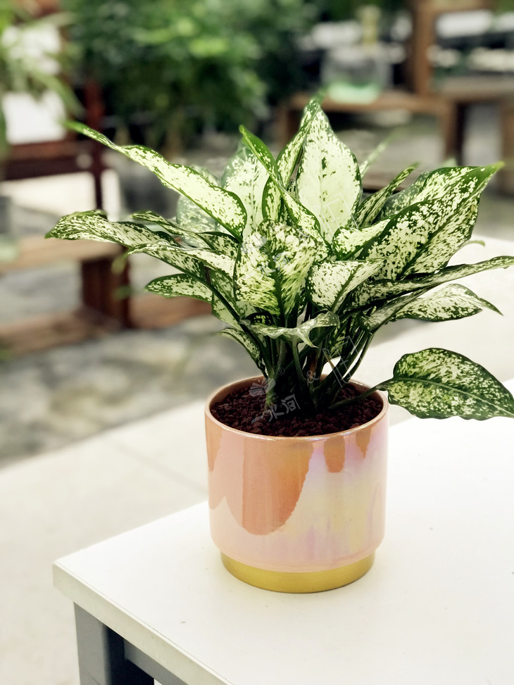 精品绿植柠檬皇后