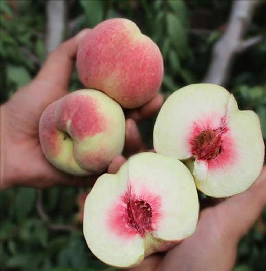 丽江雪桃大果 水果 桃子