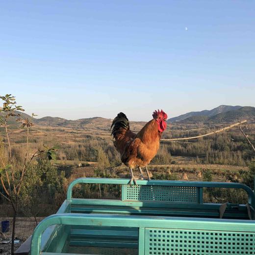 散养琅琊小笨鸡，公鸡母鸡都有 商品图4