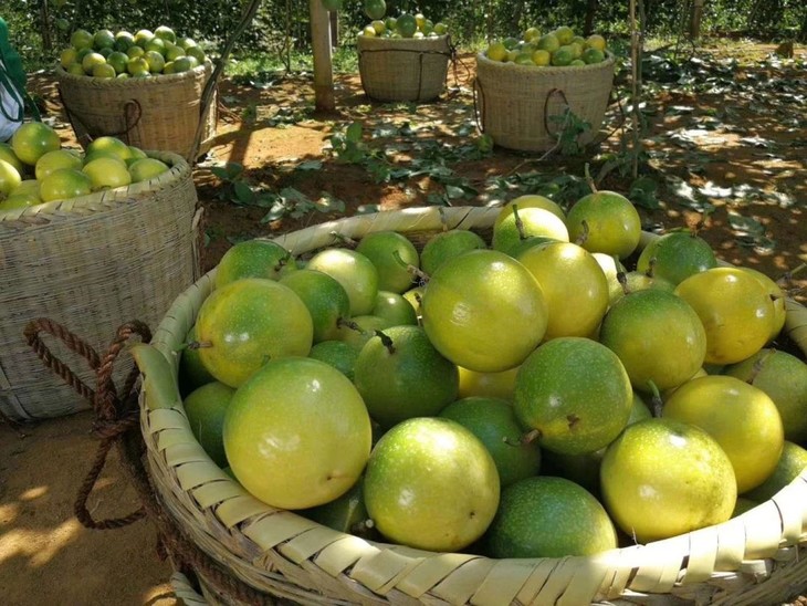 乐阳江黄金百香果45元3斤阳春产地现摘甜度完爆普通百香果