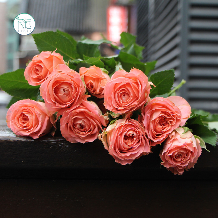 方德荷冠香妃910枝荷冠白多头初雪910枝江浙沪皖京东顺丰包邮