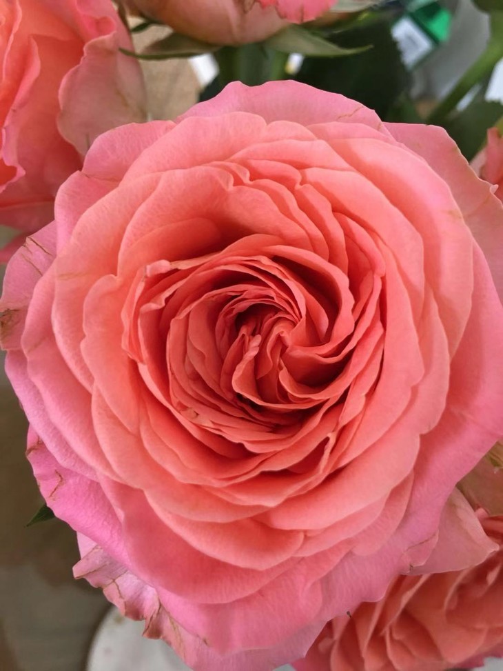 方德荷冠香妃910枝荷冠白多头初雪910枝江浙沪皖京东顺丰包邮