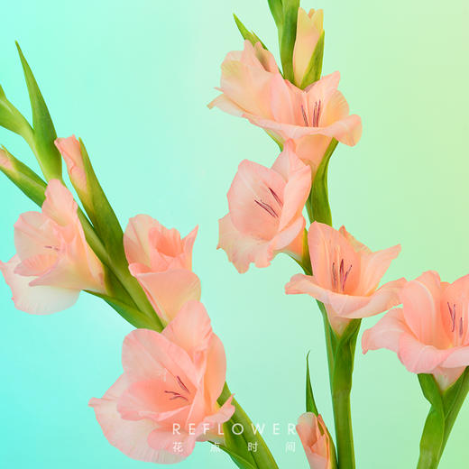 特价包邮柔情粉色剑兰5枝下单附赠花签1枚云南空运72小时内陆续发货tp