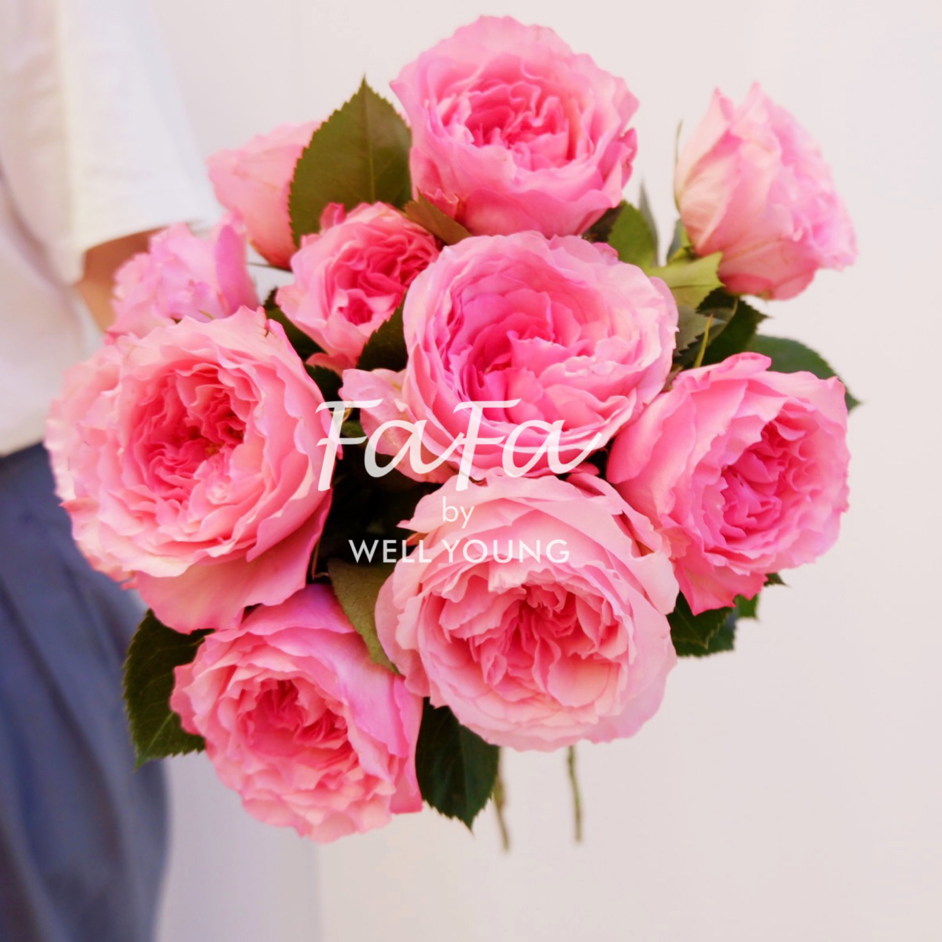 预售厄瓜多尔玫瑰粉色梅拉