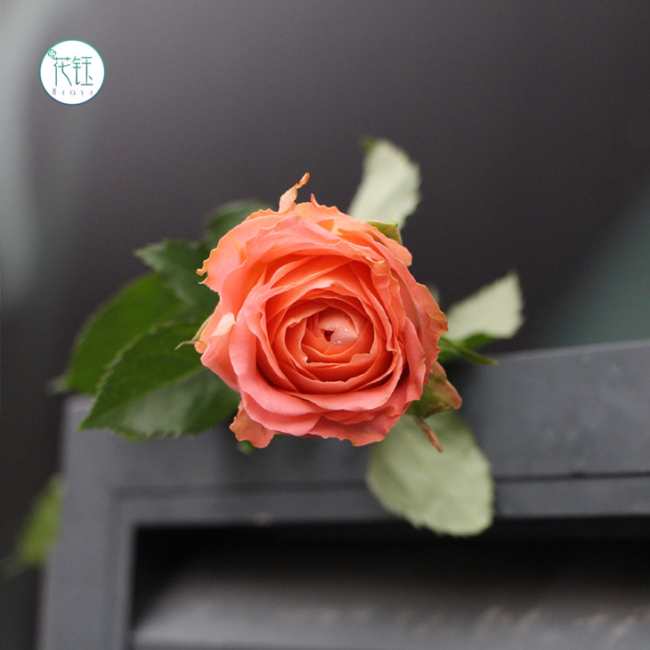 而且它的香味也比普通玫瑰浓一些因为不仅香妃的"橘色"少见店长是真的