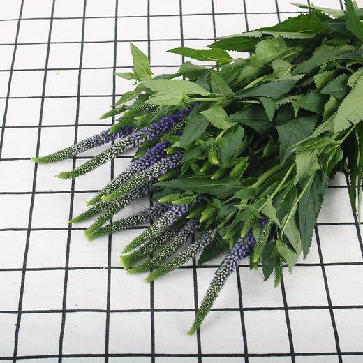 鼠尾·蓝色 商品图0