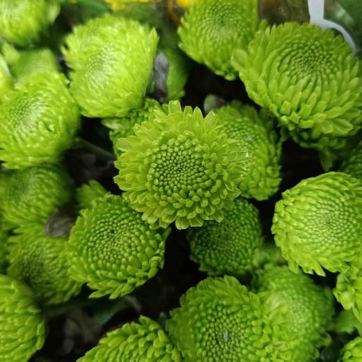 【精品小菊】绿橄榄 10支/扎 商品图3