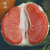 [枫颐]极柚红肉蜜柚 正宗平和琯溪蜜柚 一个有梦想的柚子 商品缩略图2