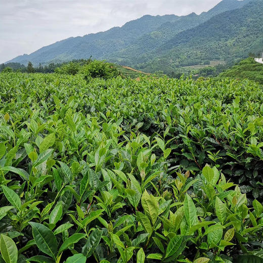 【泾阳茯砖茶】1000克 京东发货 黑茶 金花手筑陕西官茶 茯茶 商品图3