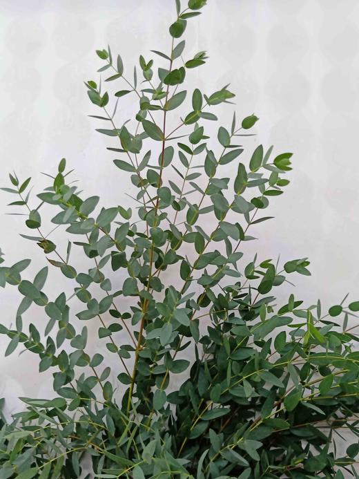 尤加利叶尖叶扎