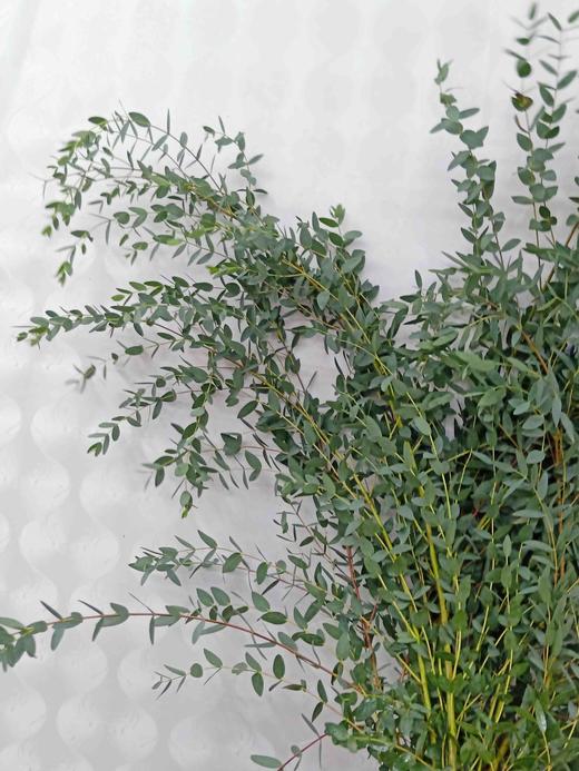 尤加利叶-尖叶  扎 商品图4