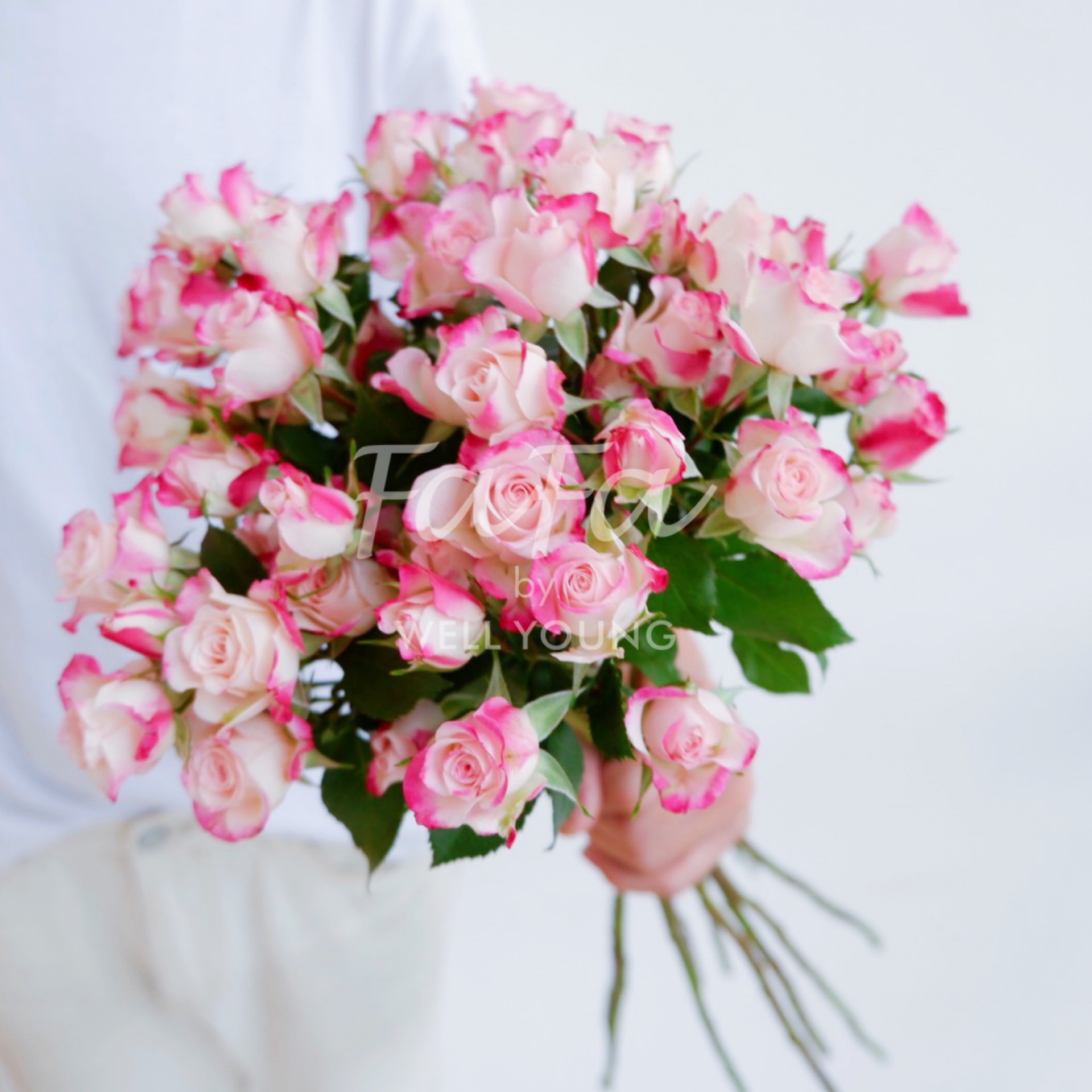 现货 肯尼亚多头玫瑰— 折射