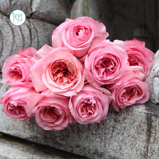 新鲜799元起进口厄瓜多尔花园玫瑰粉色普瑞馨6枝江浙沪皖顺丰包邮