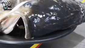 【直供江浙沪】千岛湖有机活鱼